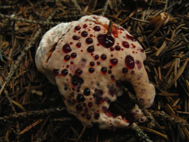 Escursione in Panarotta...con Russula